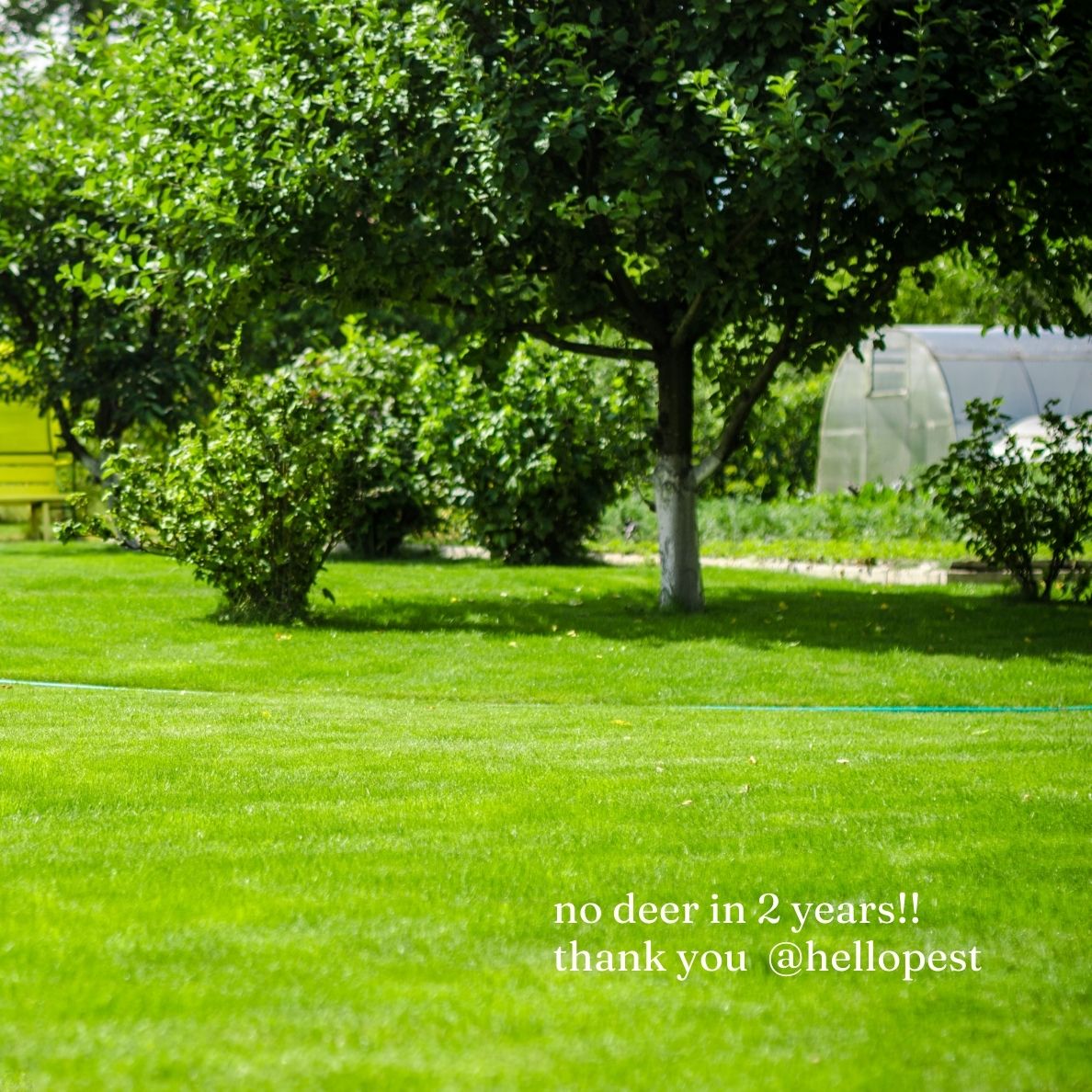 Try Deer & Squirrel Repellent - Keeps Deer & Squirrels Away Safe for Kids & Pets